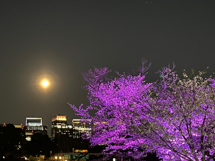 Sakura